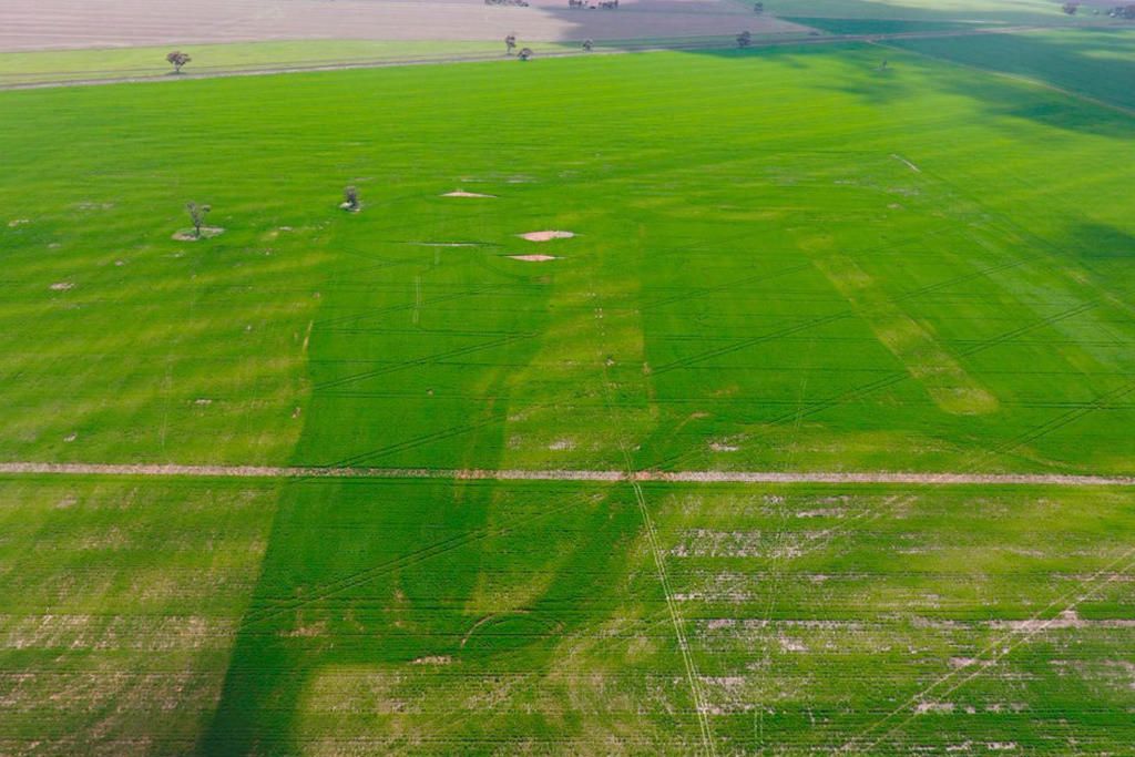 Barley grown on Avonbank's rehabilitated test pit was monitored through the 2021 and 2022 growing seasons and returned a yield "similar or higher ... than in the unmined areas", the state government says.