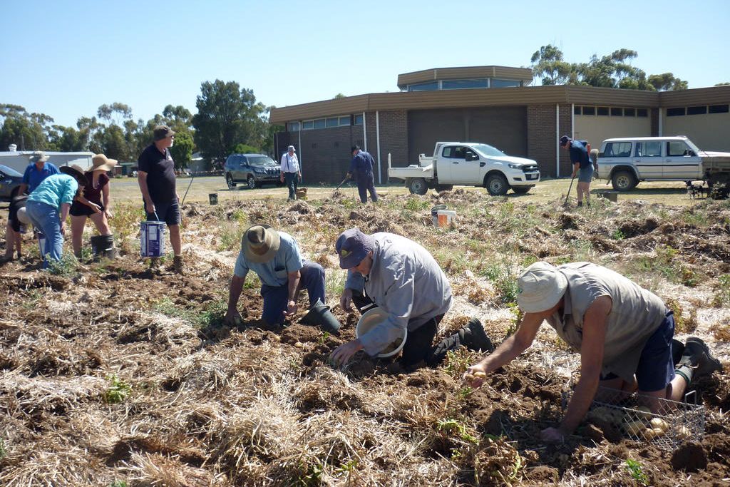 Many members and volunteers donated their time last Saturday for Wheatland's Agricultural Machinery Museum's recent potato harvest.