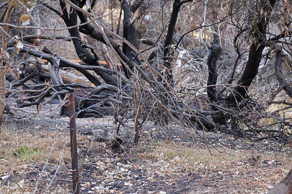 Free mental health support is available for anyone affected by the recent Grampians and Little Desert bushfires.