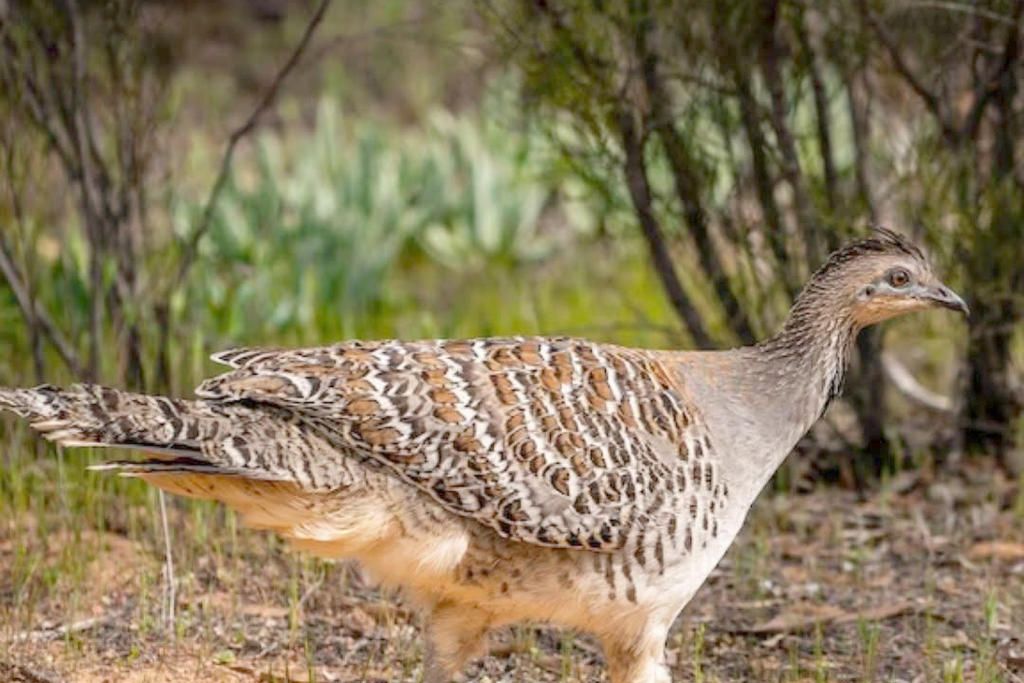 There has been an increase in Malleefowl being seen along Kiata South Road due to the dry and burnt land of the Little Desert National Park.