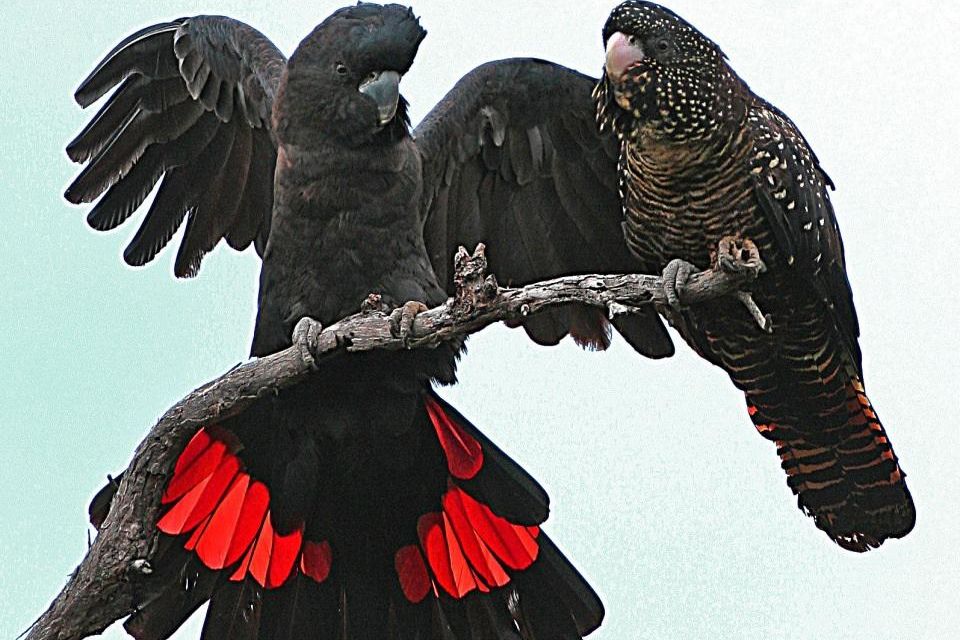 After catastrophic fires, species like the Red-tailed Black Cockatoo and Brush-tailed Rock Wallaby are under severe threat. Photo: BOB McPHERSON