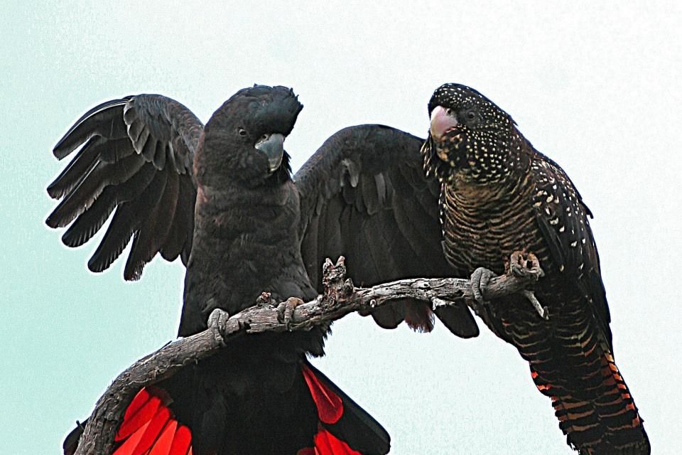 After catastrophic fires, species like the Red-tailed Black Cockatoo and Brush-tailed Rock Wallaby are under severe threat.