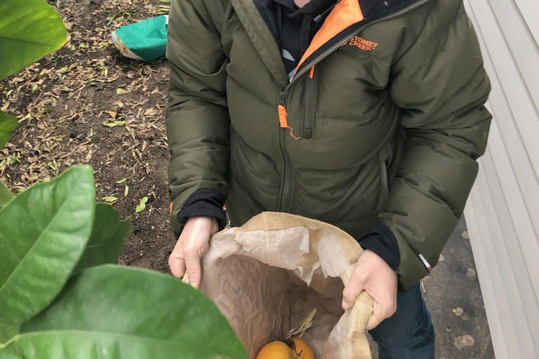 Jeni waits for the fruit to be picked and put in the bag.