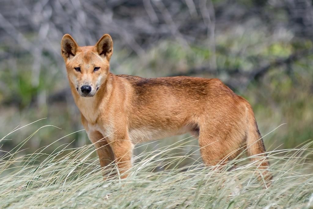 Dingoes and wild dog attacks on livestock have increased in areas surrounding recent Victorian fires, leading to calls from the VFF for speedy exclusion fencing repairs.
