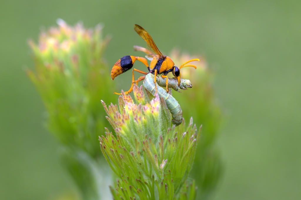 A wasp, a grub and a quick grab for the camera led to statewide recognition for Horsham's Robin Webb in the Victorian Photographic Societies competition.