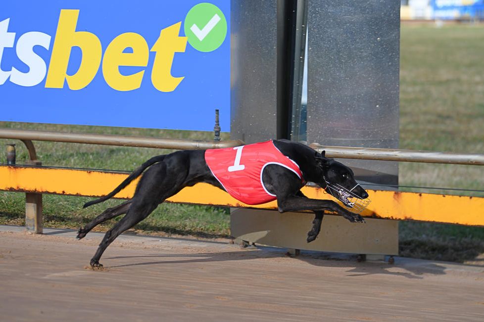 Beulah trainer Garry George also struck success on the road, with Air Speed claiming victory at Warrnambool over the 390m.