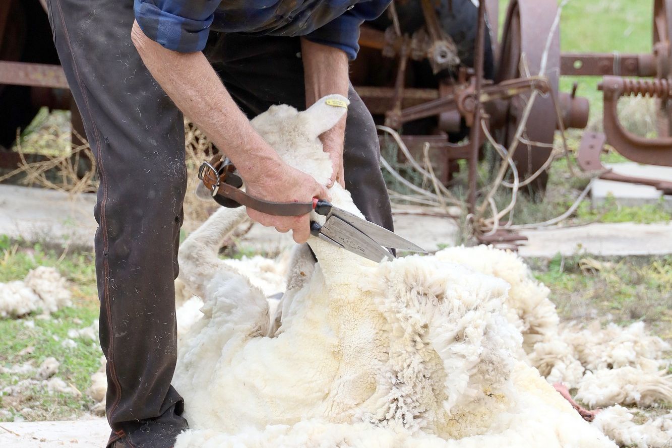 “Click Go the Shears”- Richie Foster with his blade shearing drew a large crowd