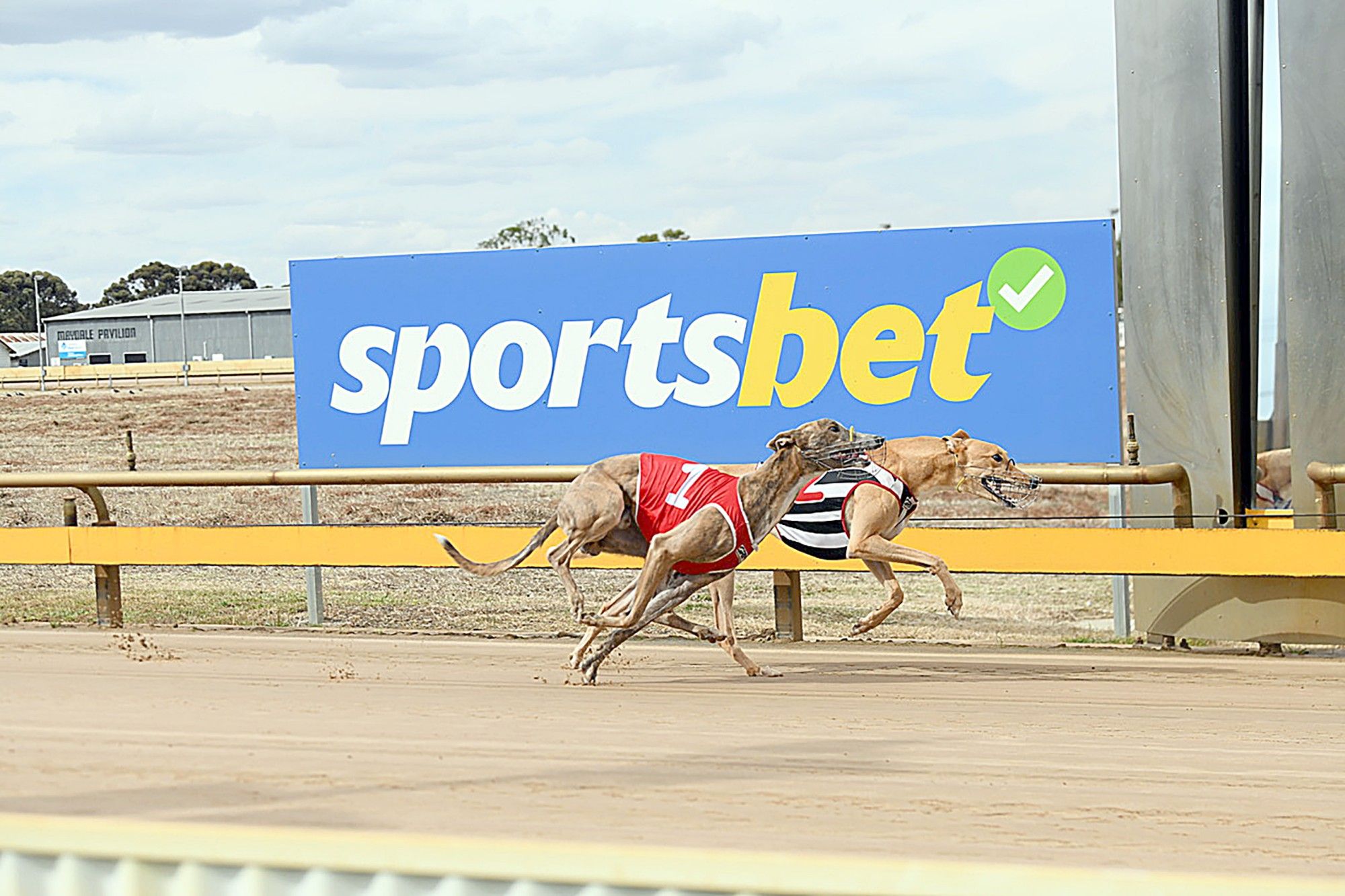 Ian Bibby's Orson Fury (1) catches up to his opponent, going on to win the $15,000 GRV Vicbred Maiden Series Final