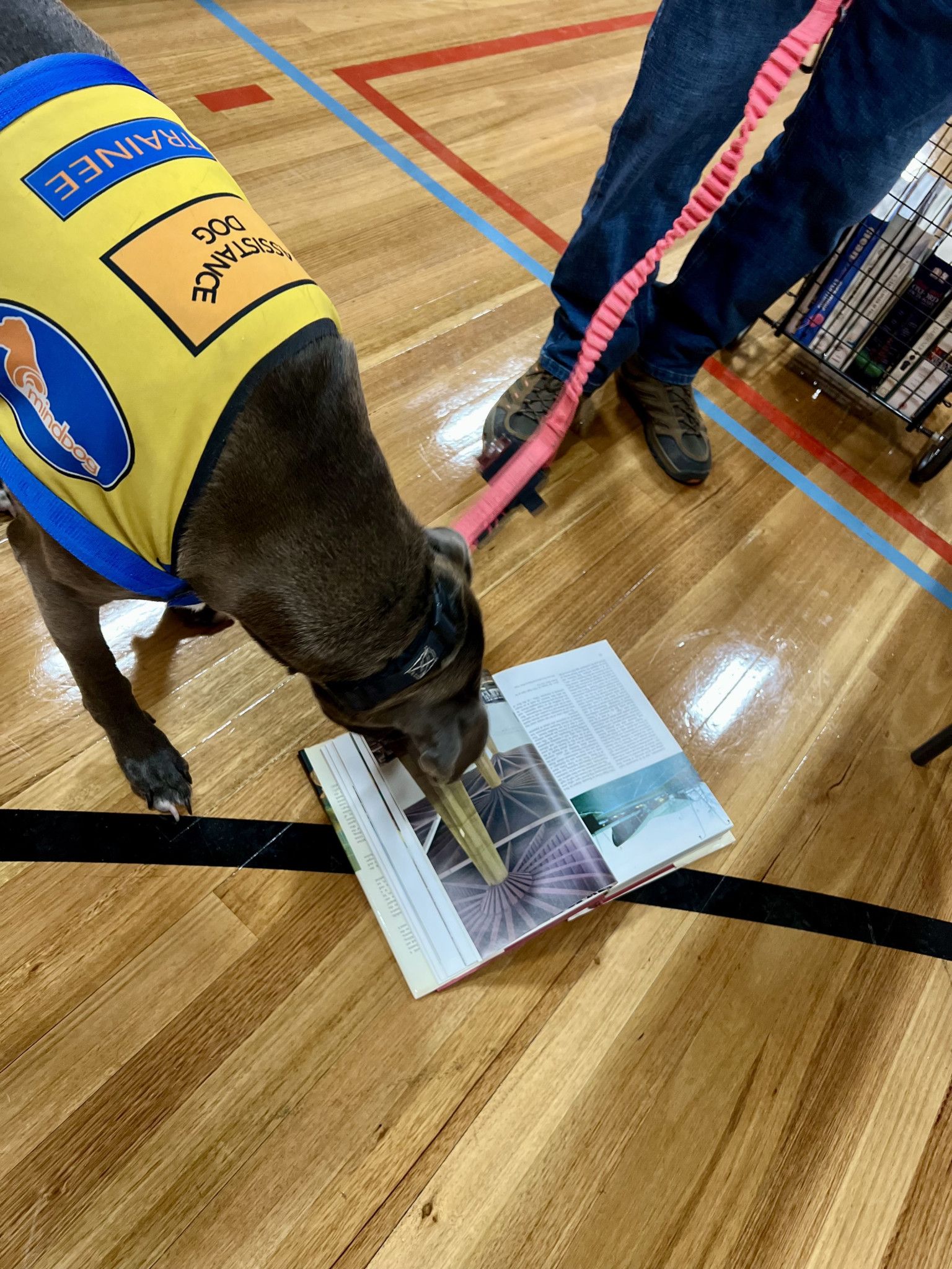 Narla (dog) is also having a quick browse of the book.