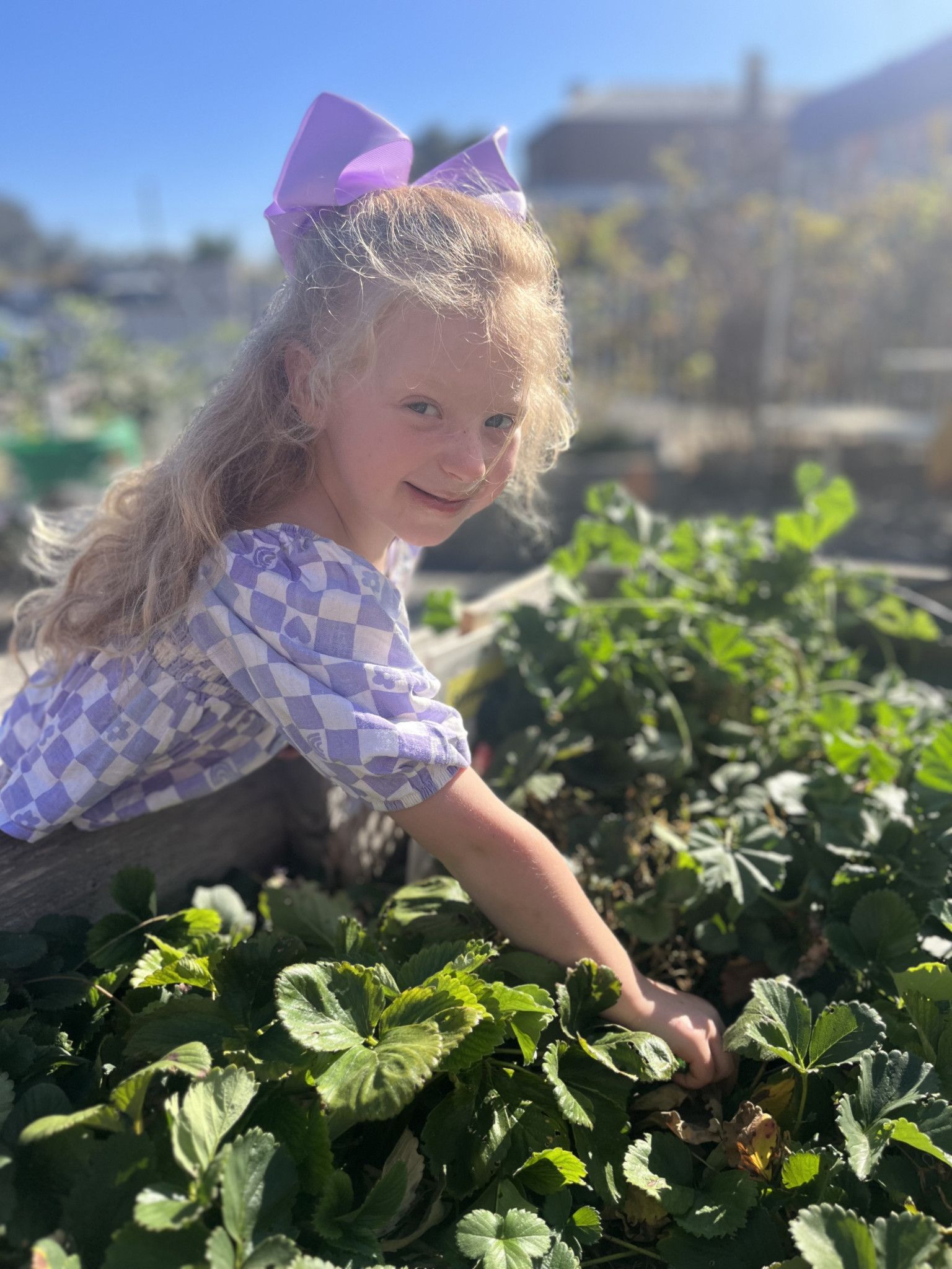 Elina Hay 4 yrs from Horsham hunts for Eggs in the Community Garden Easter Egg Hunt.