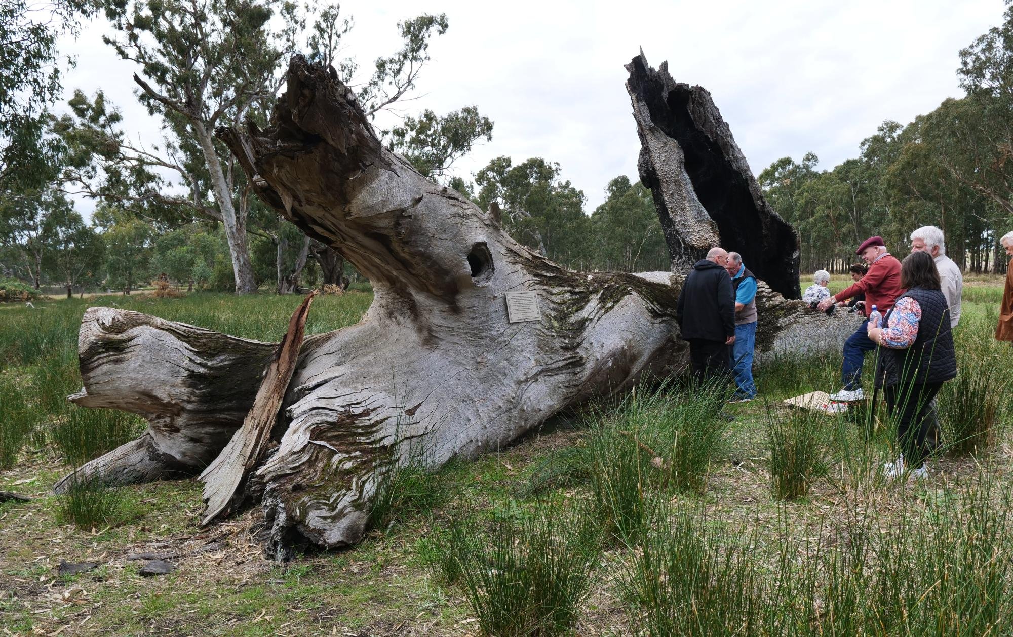 A photo of the log at Maryvale station where the remains of Maria and Louisa Jane lay undiscovered for 10 years from 1874-1884. Picture supplied