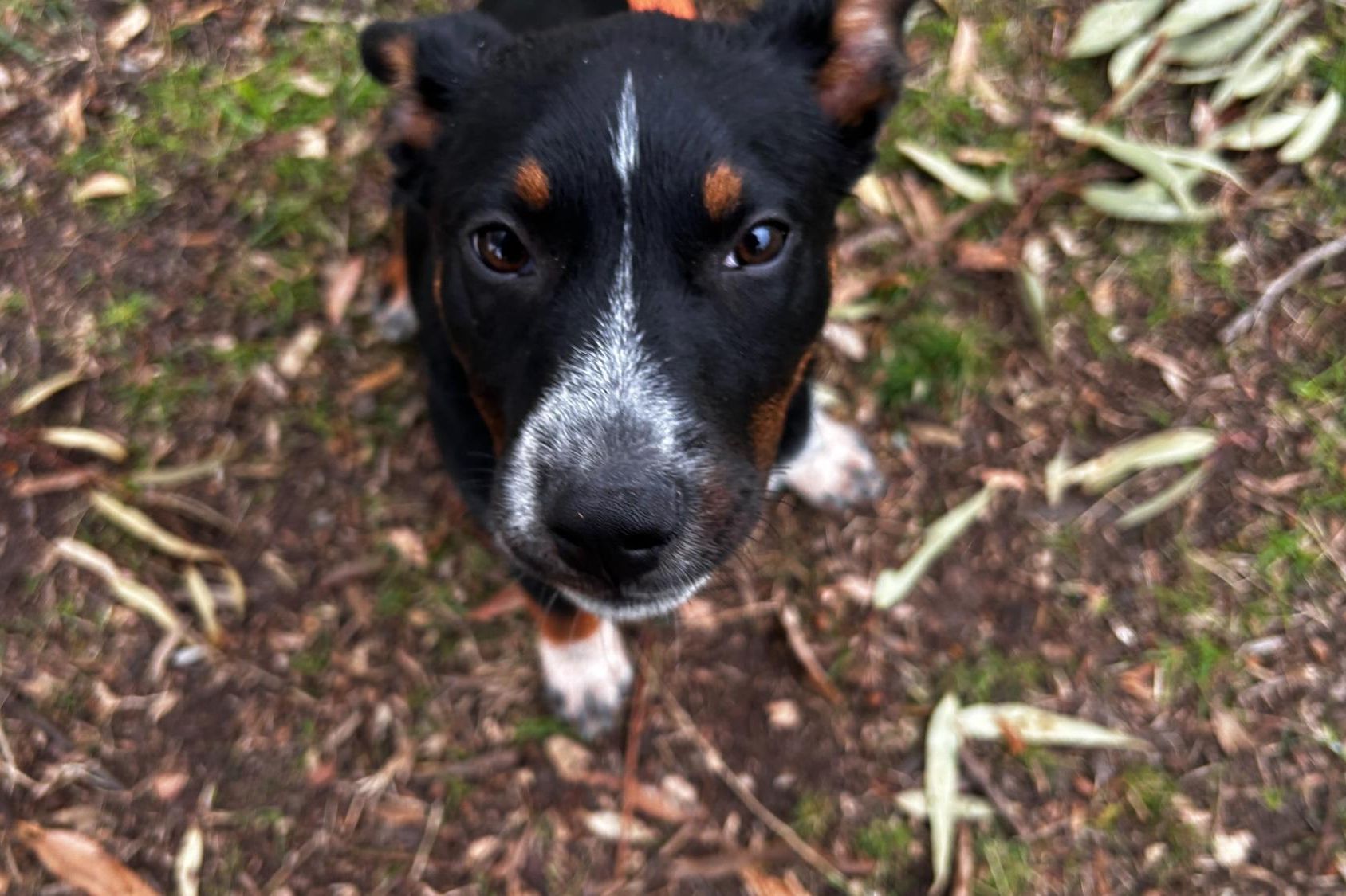 young puppy, Amy, plays at Horsham's Bennett Road dog park, she is in foster care with Phoenix Animal Rescue Horsham. Picture by John Hall