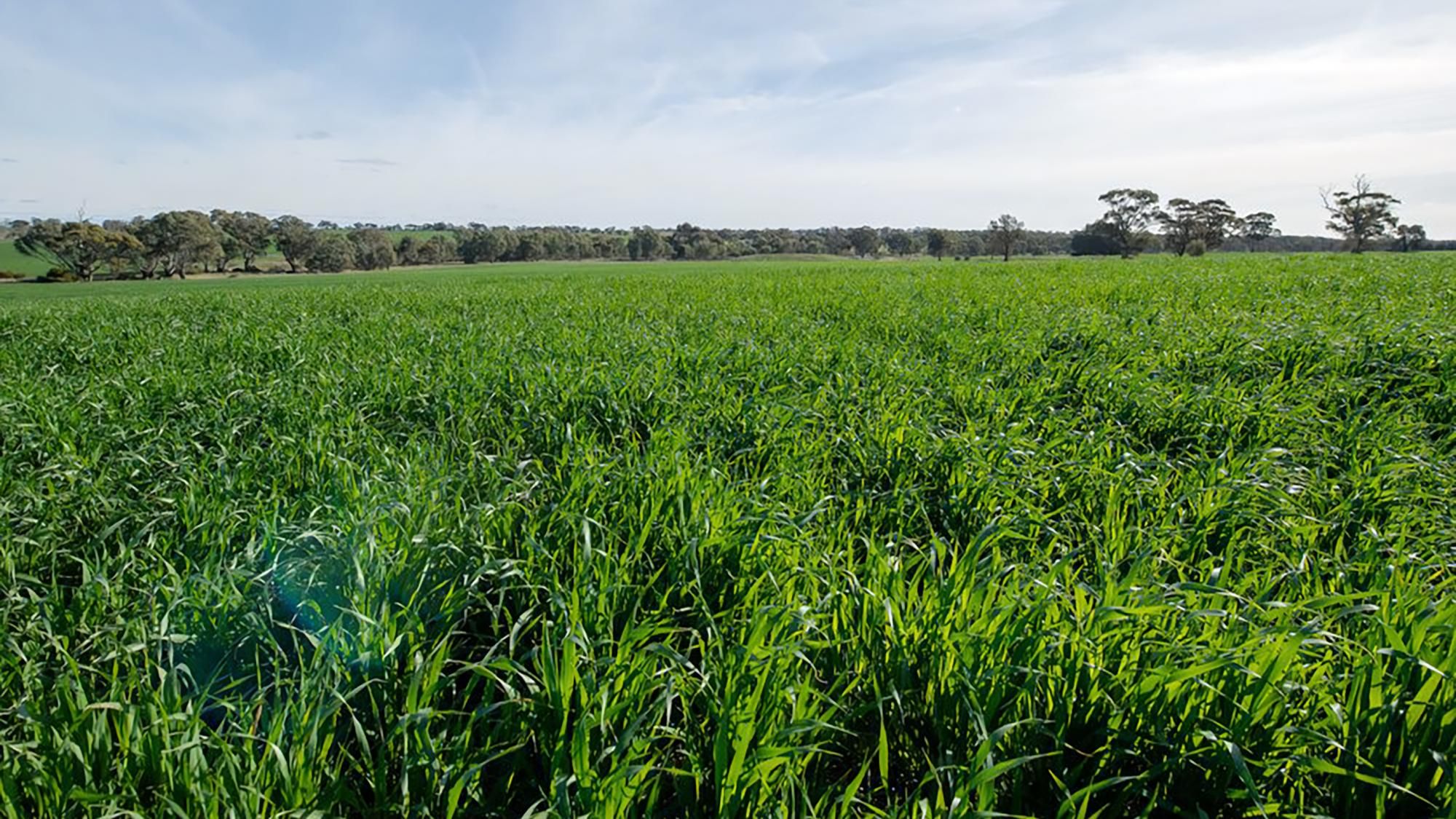 The property is being offer for sale as a whole or in three lots.