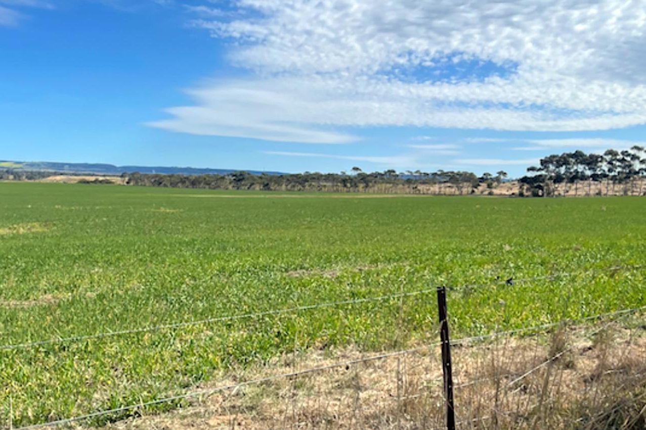 The battery will be built on farmland adjacent the Bulgana terminal station at Joel Joel, east ot Stawell. Picture from ACEnergy. 