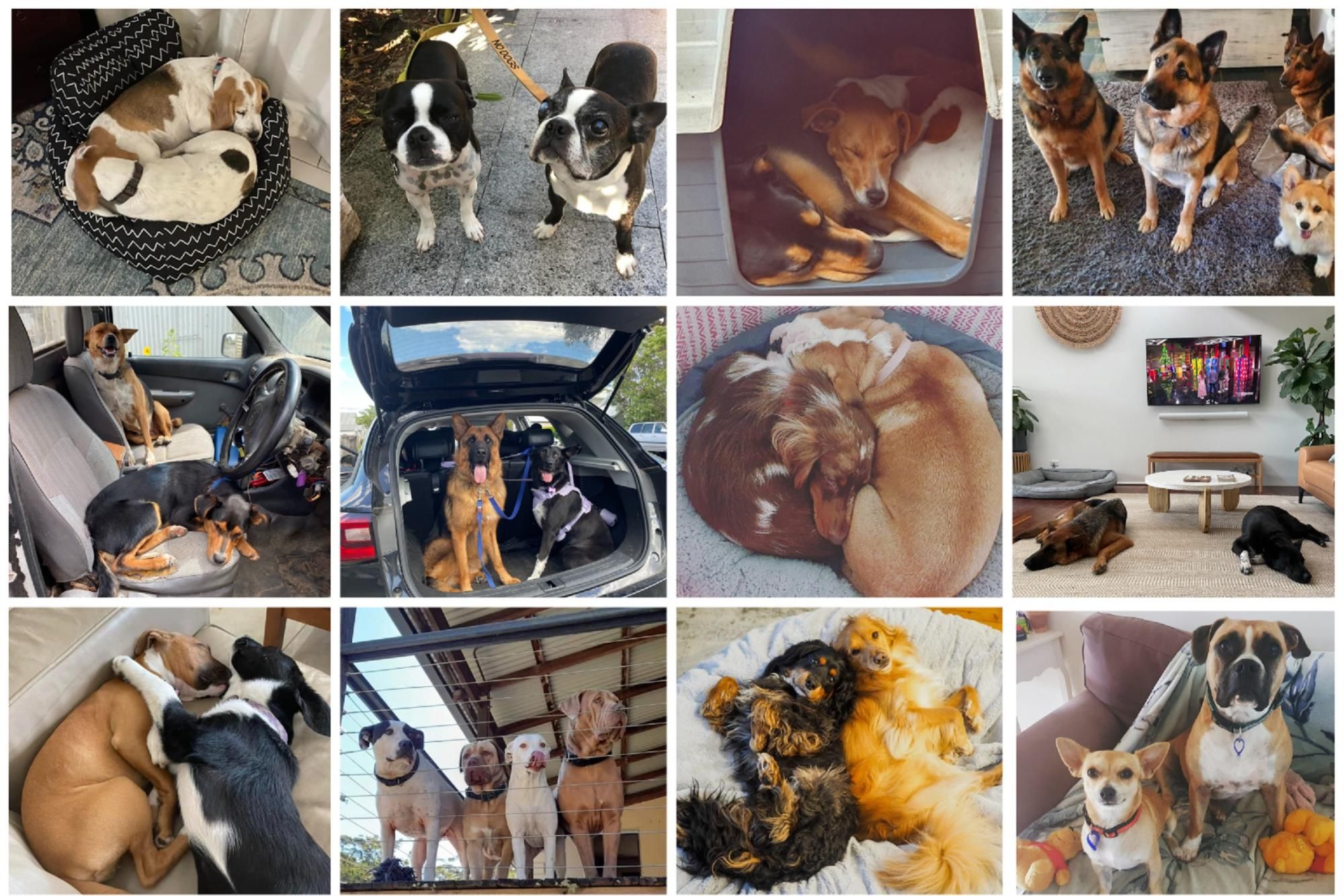 Horsham Rural City Council is introducing microchipping services into its pound facility. Picture file