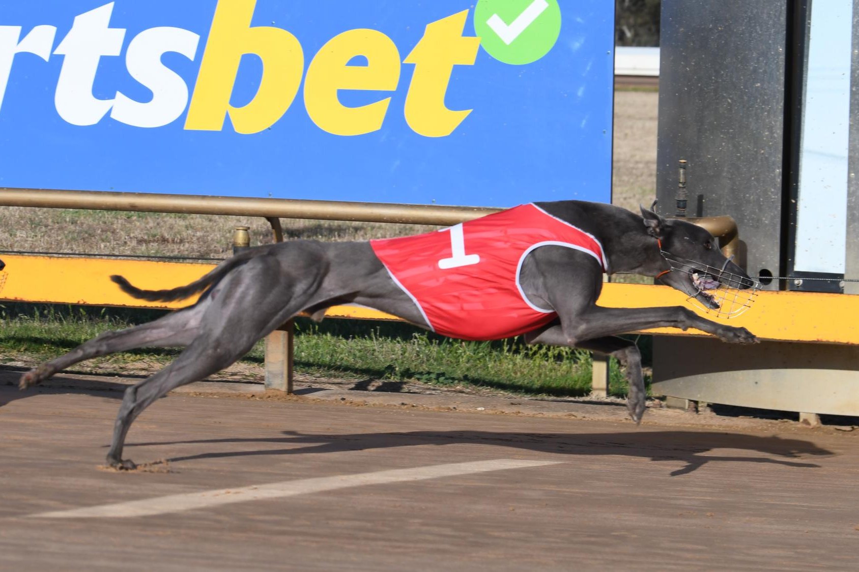 Andrea Gurry doubles up at Horsham with George's Best, Perfect Tonight - feature photo