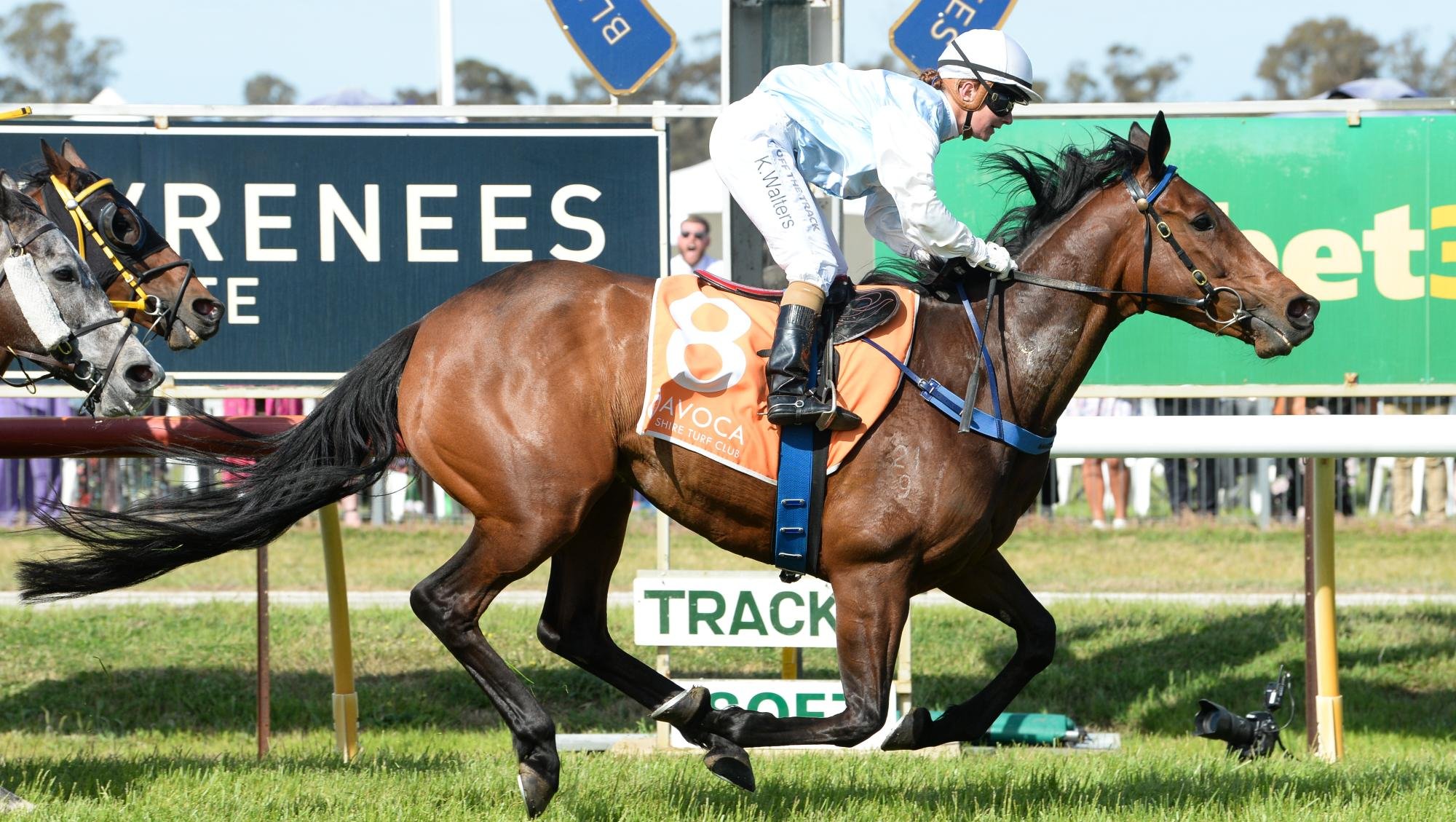 Any Luck ridden by Kate Walters wins the 2024 Avoca Cup on October 19. Picture by Ross Holburt/Racing Photos