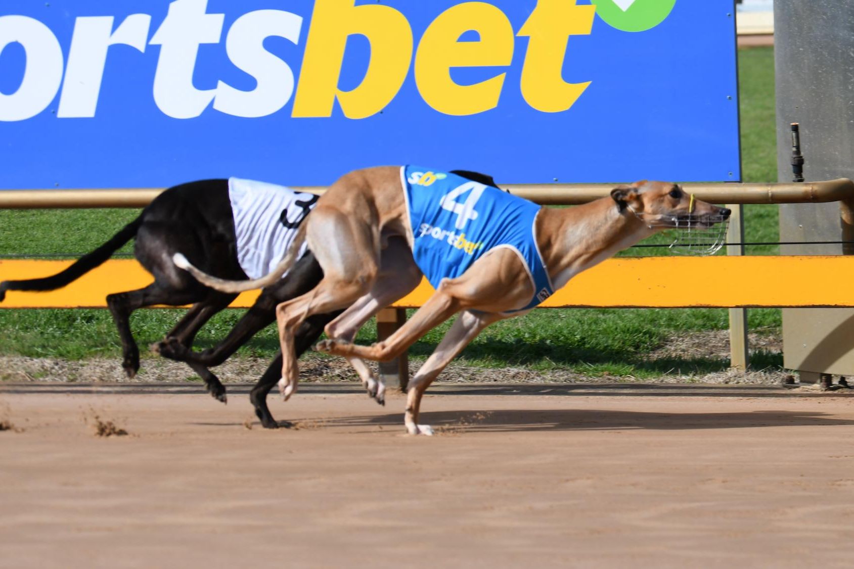 Deadly Dave winning for club president Ian Bibby on Tuesday, September 3. Picture by Peter Carter