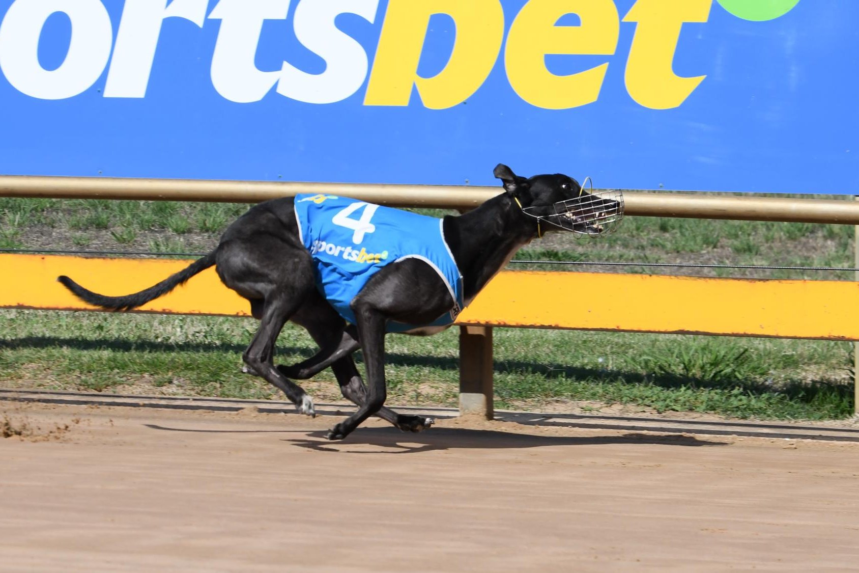 Major Mike winning For Team Hartigan in Horsham on December 10. Picture supplied