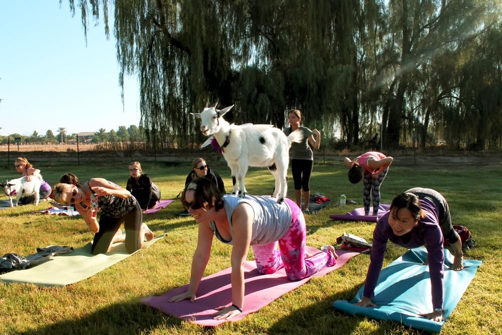 Enjoy goat yoga in Dimboola on August 28. File picture
