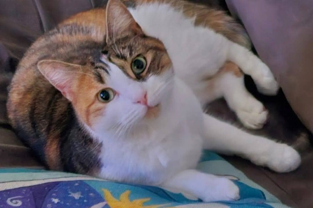 The Hindmarsh Council is seeking community feedback on the location of its next affordable cat desexing clinic. Photo credit : Natalie Anderson