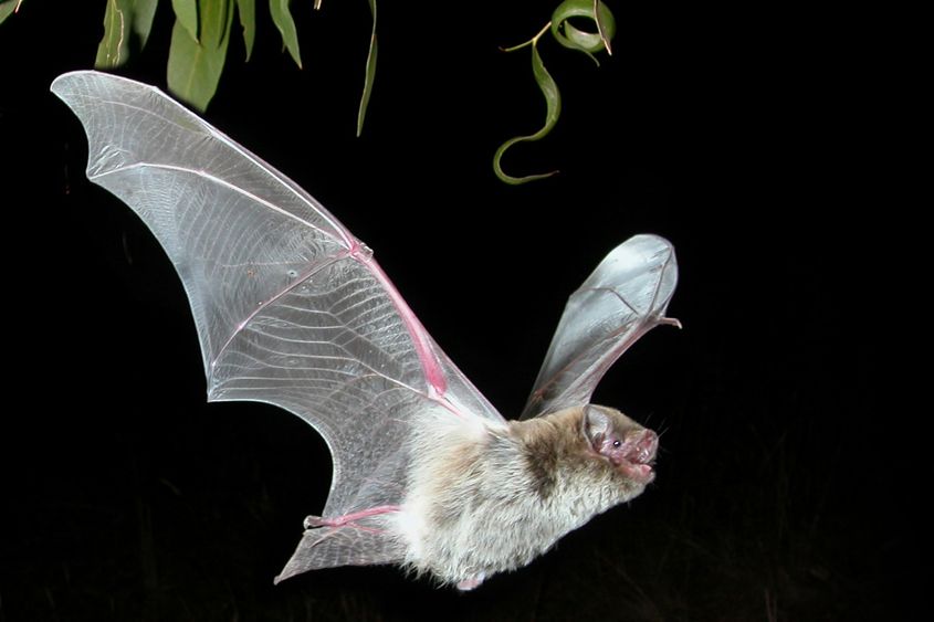 Attendees will learn about microbats.