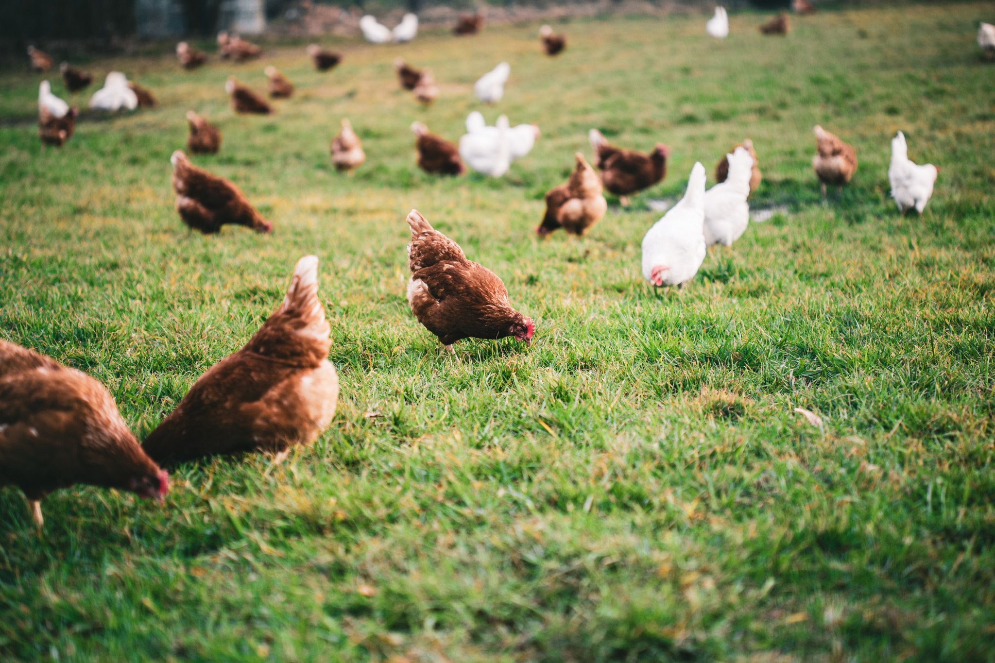 Some free-range poultry farms have said the government’s housing requirements may not be practical for them. Bird flu is not a food safety risk for chicken meat and eggs if they are handled and cooked correctly.