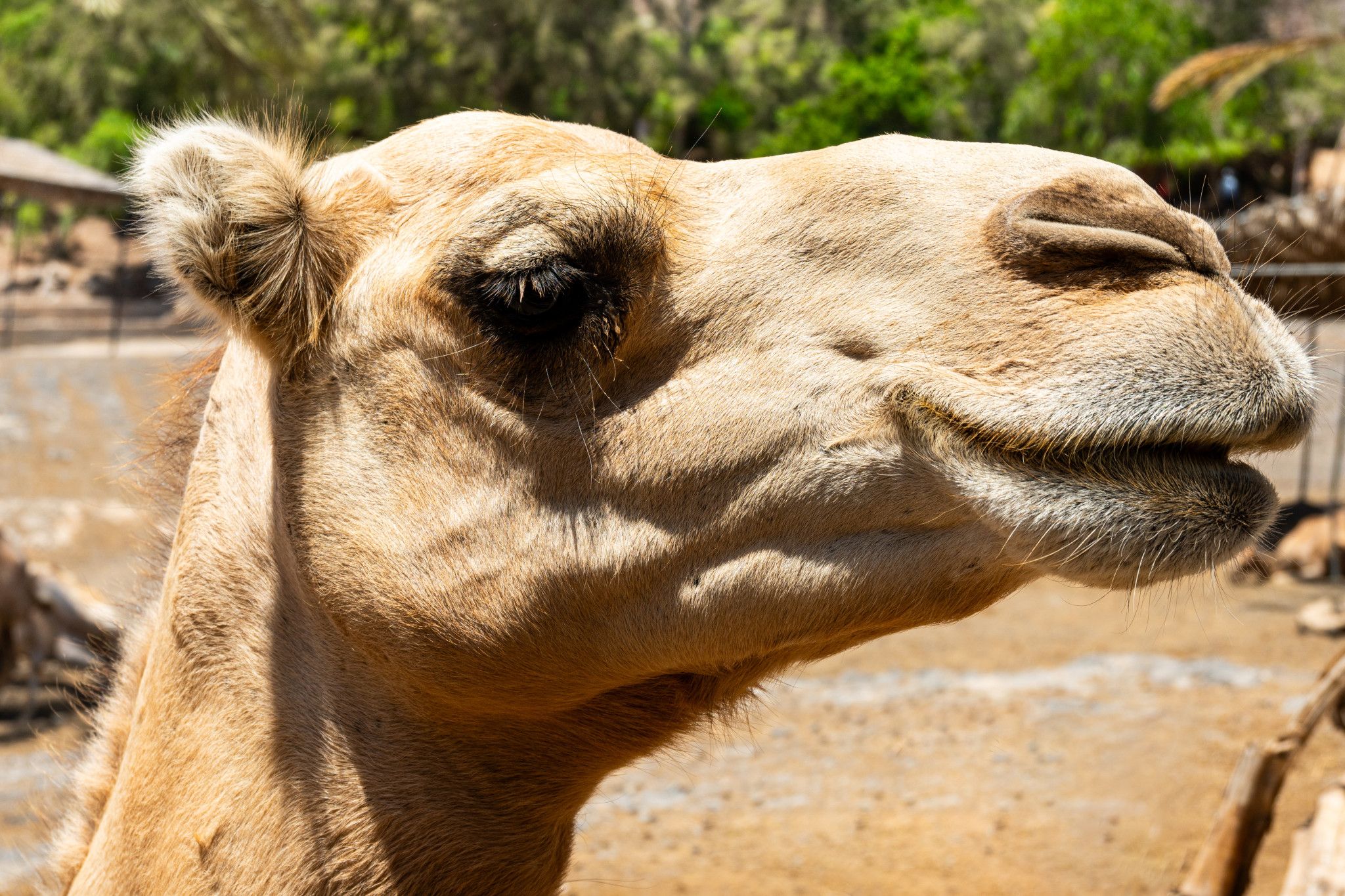 Celebrating Year of the Camel - feature photo