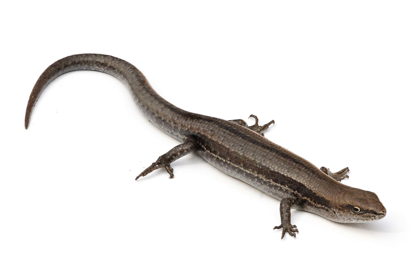 Small lizards - feature photo