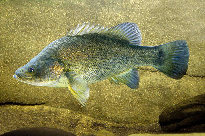 Survey confirms river restocking success - feature photo