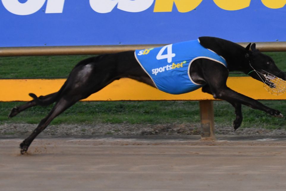 Gypsy Ordain Winning for Bill and Helen Hartigan. PHOTO: PETER CARTER