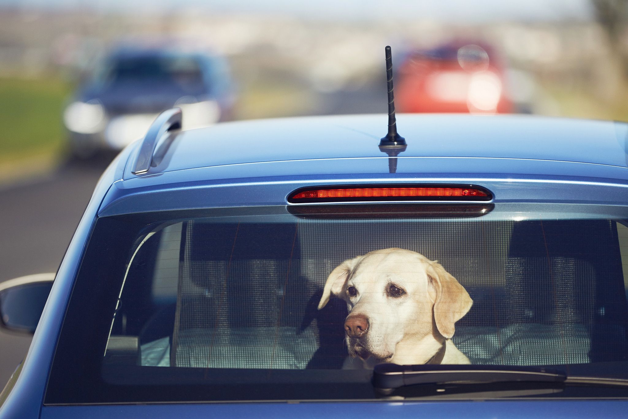 Don&rsquo;t let your four-legged friend be in heat stress in hot cars or on hot metal surfaces on the back of utes this summer. Farms can also be additionally hazardous so dog owners have been encouraged to actively look after the environment they experience and keep them out of harm&rsquo;s way.