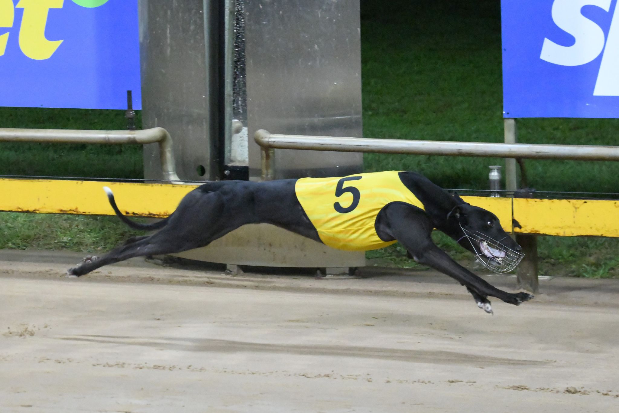 Organised Crime Winning for Justin Nolan took time honours in the Horsham Cup Heats.