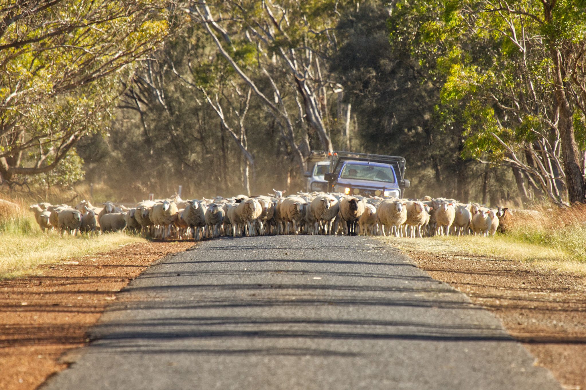 After January’s fires, roadside slashing, burning and grazing are back in focus, with renewed debate over how roadsides should be managed in the Wimmera.