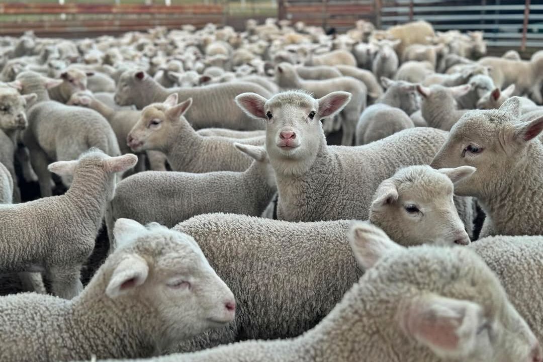 With wool markets lifting recently, Lubeck farmer, Graham Maher believes there is a good potential in 2026 for “a golden window” in grazing returns. But there are still more than a few weeks yet to run of fire risk. Picture: Graham Maher