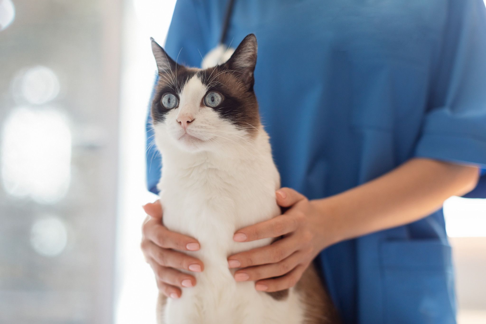 Cat owners in Hindmarsh have an opportunity for low cost cat desexing next month.