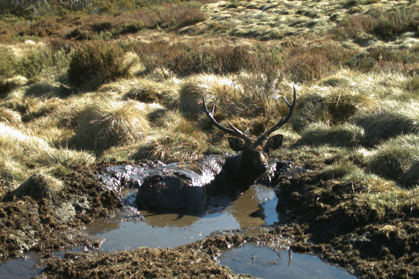 A sambar deer moves across the region, highlighting the increasing feral deer threat and the need for coordinated monitoring and control efforts. Photo credit: Parks Victoria