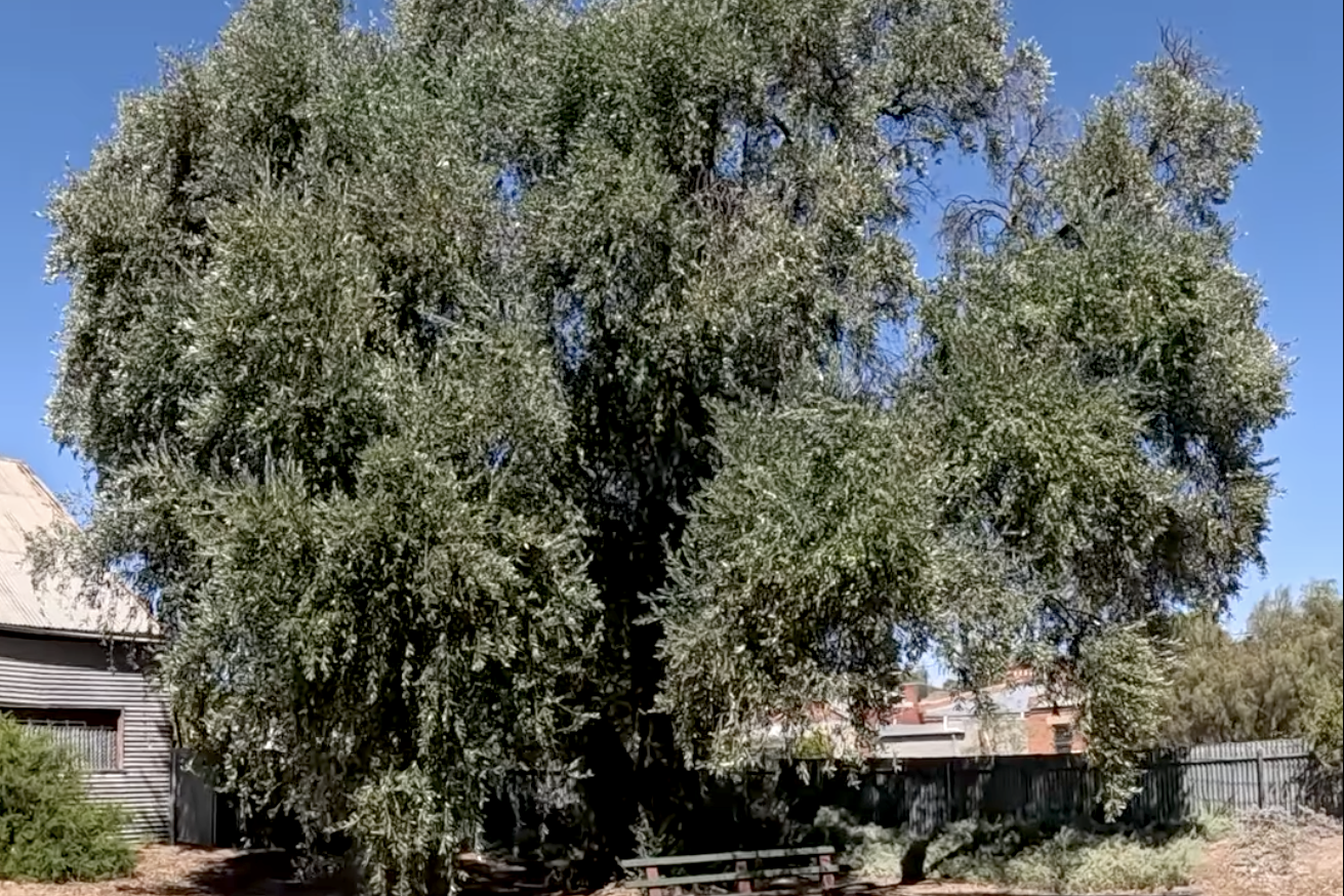 The historic olive tree in Victoria Street.