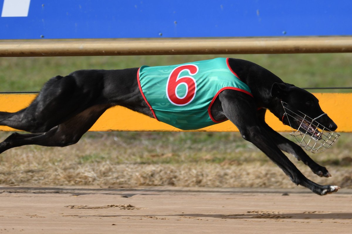 Lilydale winning for George on debut. PHOTO: PETER CARTER