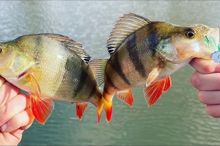 Redfin are one of five types of fish eligible for a Jeparit Anglers Club Fishing Competition this Friday to Sunday on the Wimmera River.