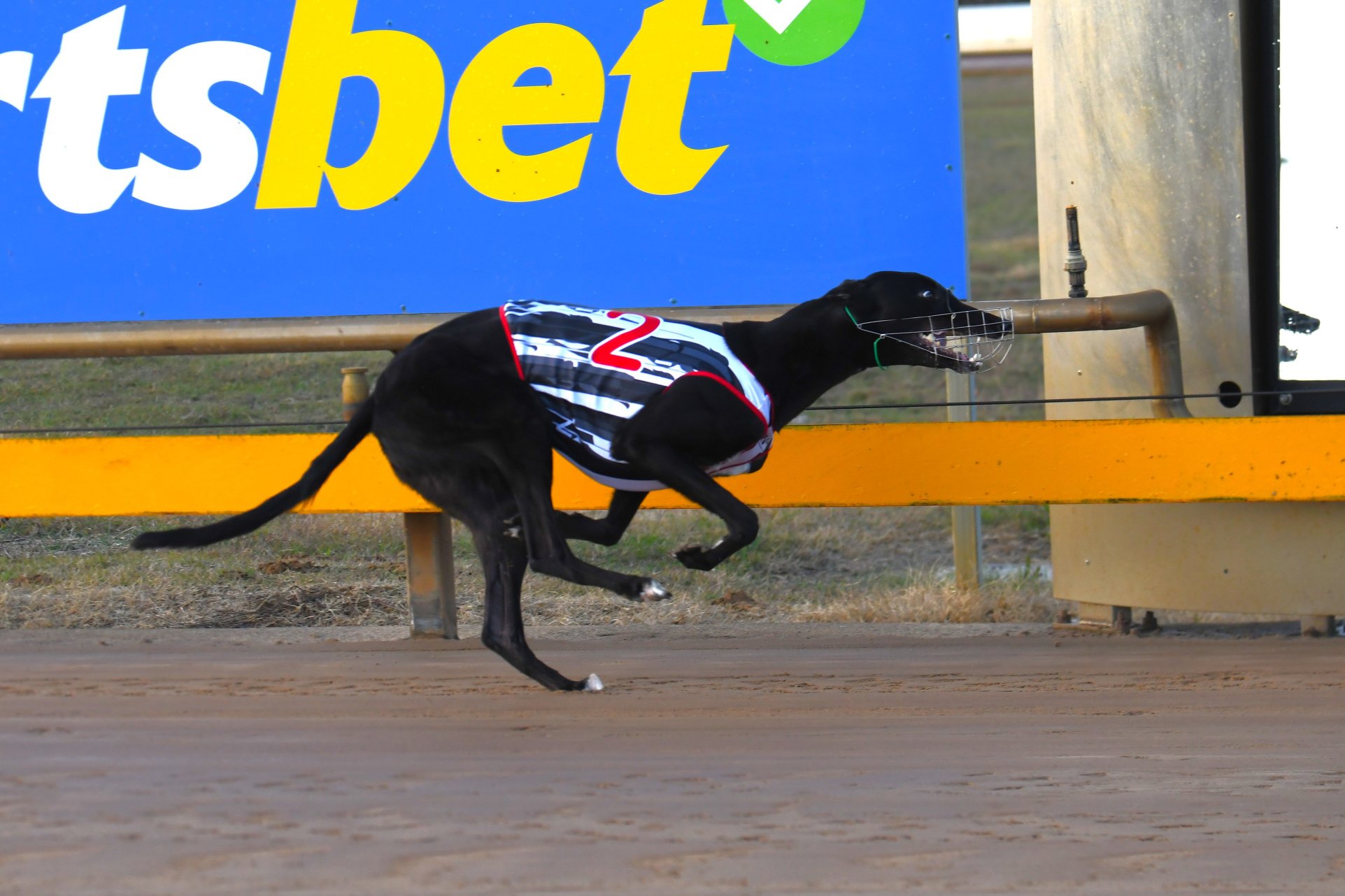 Talkin Bluey blitzed the field. PHOTO: PETER CARTER